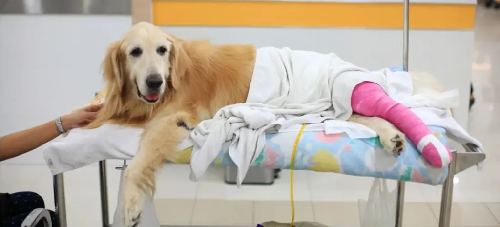 تغذیه حیوانات خانگی پس از جراحی