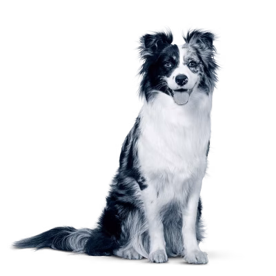 رادیولوژی و سونوگرافی حیوانات شیراز