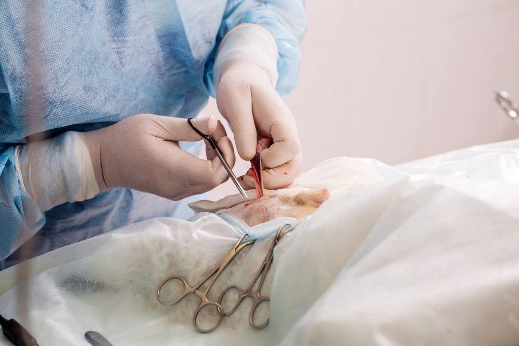 جراحی عقیم سازی حیوانات خانگی در شیراز