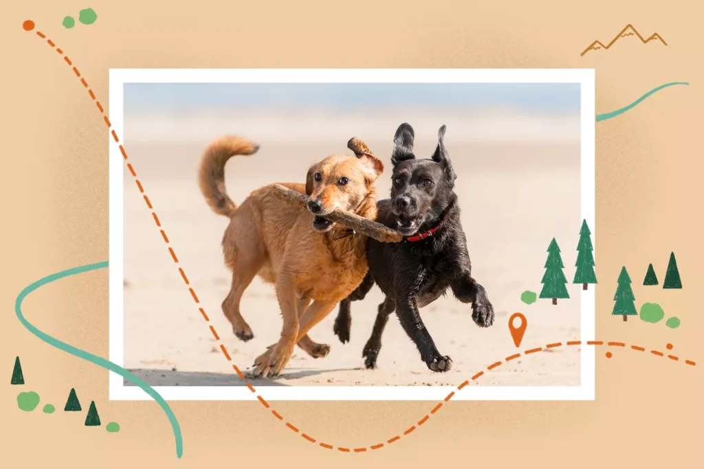 اجتماعی کردن سگ