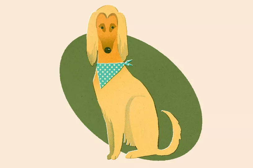 درمانگاه دامپزشکی فراز شیراز محصولات ضروری آموزش سگ