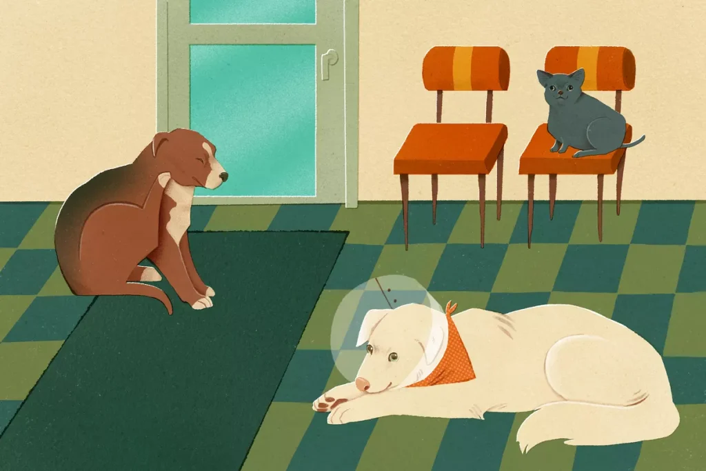 درمان‌های پیشگیرانه دامپزشکی فراز شیراز