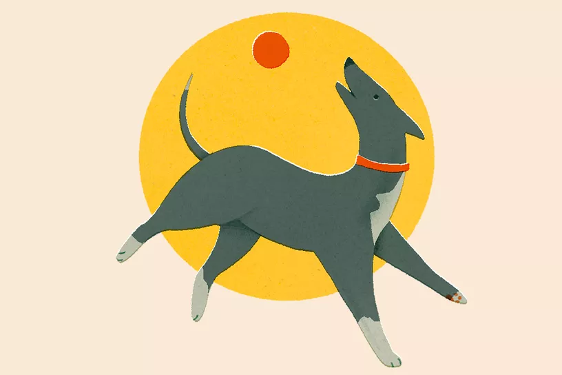 درمانگاه دامپزشکی فراز شیراز سرگرمی سگ ها