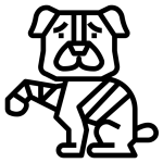 جراحی ارتوپدی حیوانات شیراز