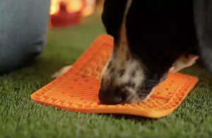 پدهای لیسیدن در درمانگاه فراز شیراز