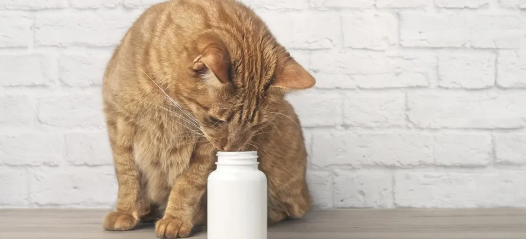 نکات مراقبتی قبل و بعد از واکسیناسیون و انگل تراپی سگ و گربه