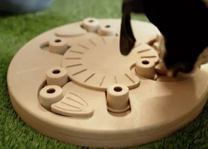 معماهای خوراکی در درمانگاه فراز شیراز